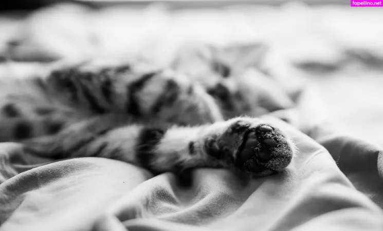 Fosterkittendad OnlyFans Thumbnail #ynvo3t1HCs