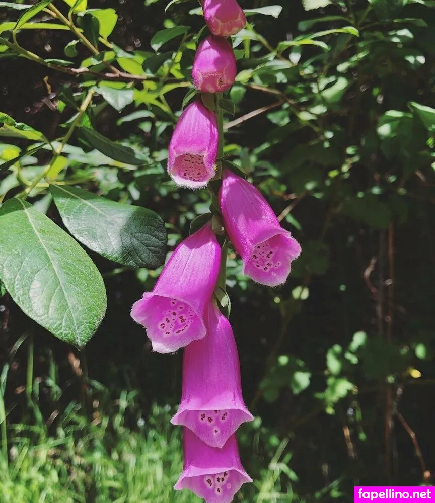 foxglove.fairy.free Nude Leaked OnlyFans Photo #S0BqDnFpyR