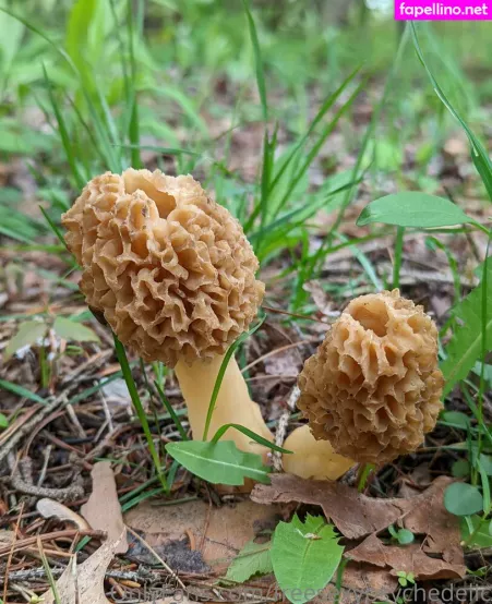 Freesexypsychedelic OnlyFans Thumbnail #iHkTE3kaWi