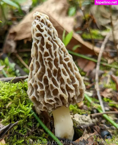 Freesexypsychedelic OnlyFans Thumbnail #iv00BuUq0E