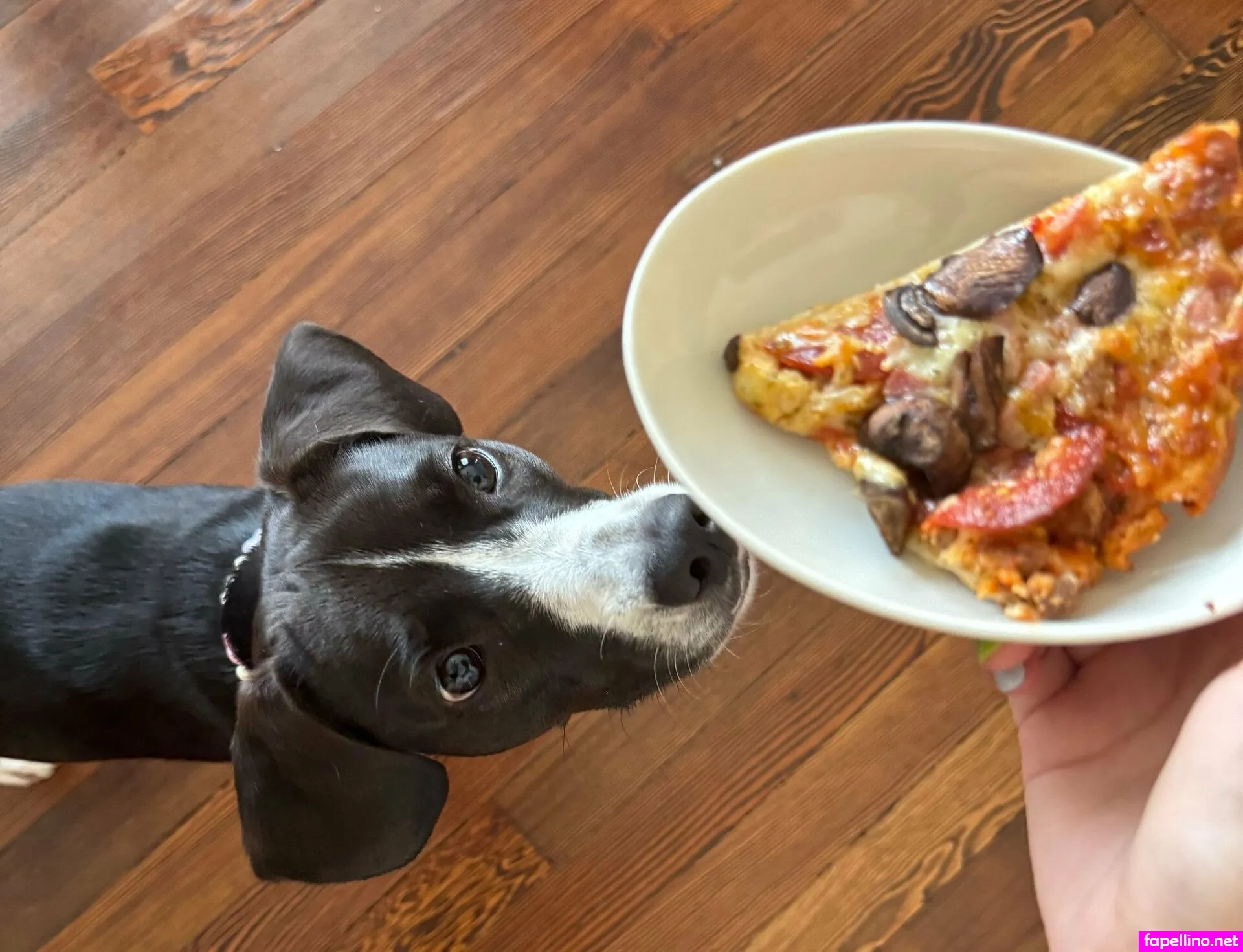 freetamago_zz, kareicarus Nude Leaked OnlyFans Photo #jhEib011Js