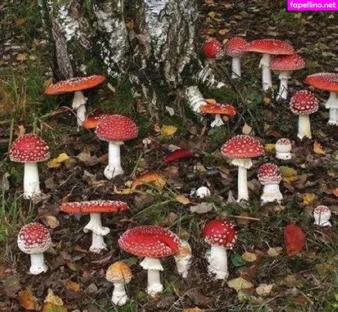 Frogonarock OnlyFans Thumbnail #Ga4Zhp5SMi