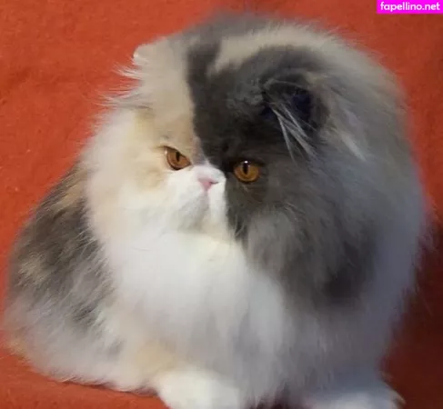 Gatina 22 OnlyFans Thumbnail #WaR7PZOsbT