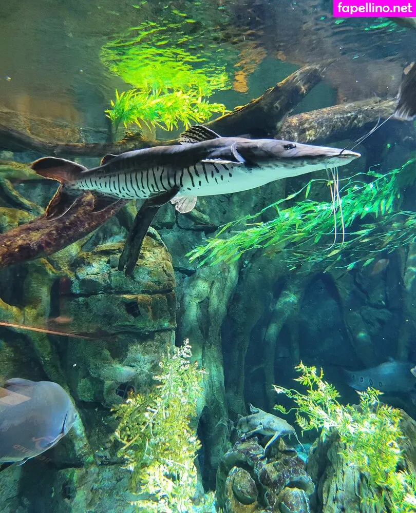 geekikitten, geekykittenxo Nude Leaked OnlyFans Photo #18zqP6oDnz