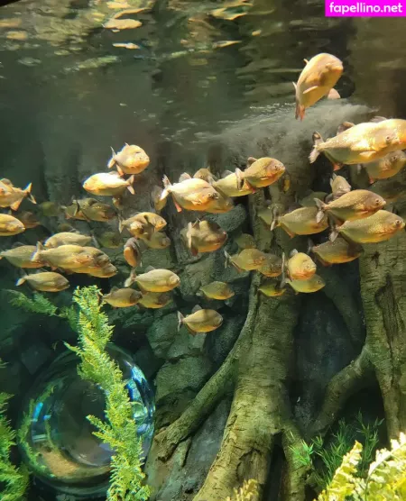 Geekikitten OnlyFans Thumbnail #9psmeueEmQ