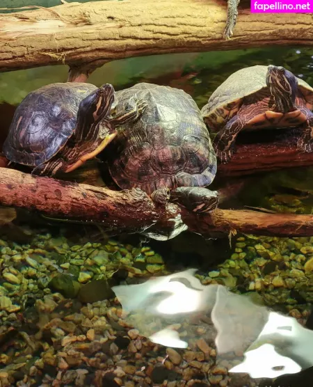 Geekikitten OnlyFans Thumbnail #sY0wP2CjI8