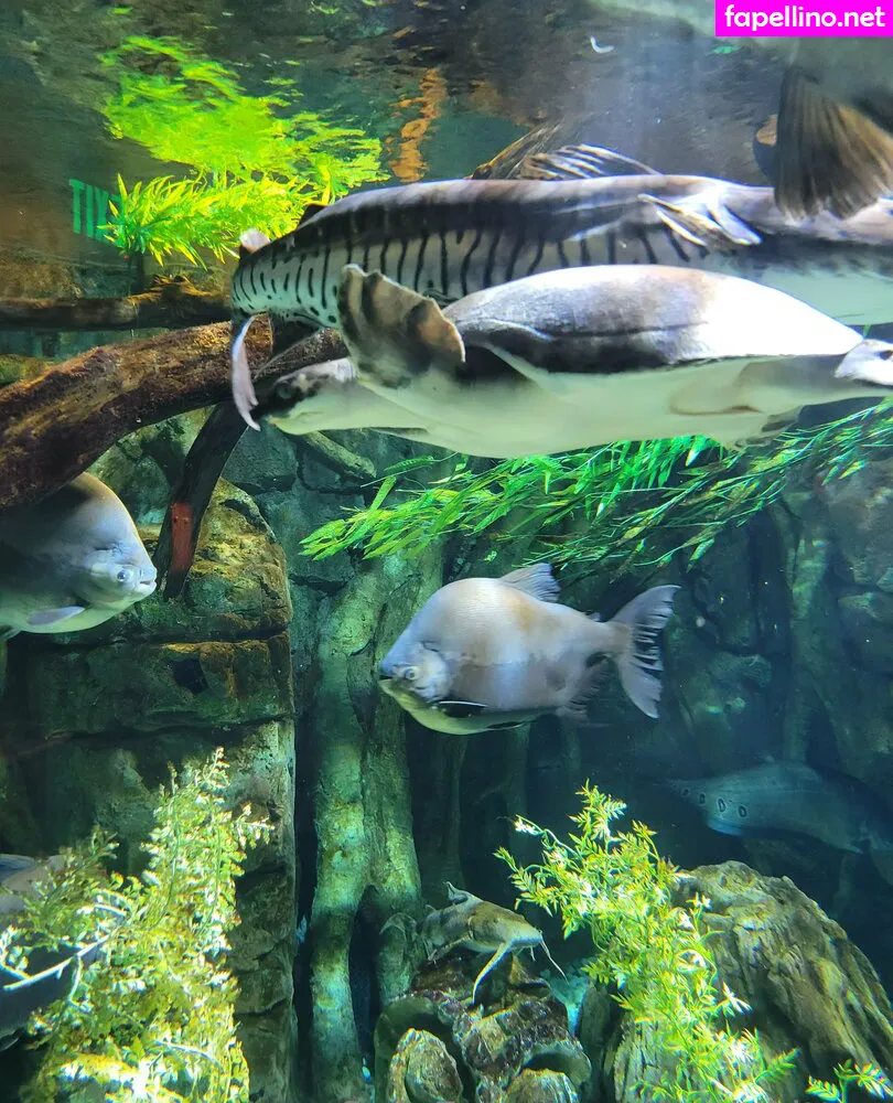 geekikitten, geekykittenxo Nude Leaked OnlyFans Photo #vr6mHbdKOm