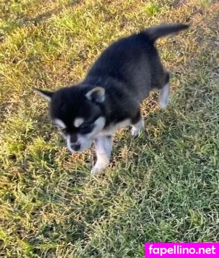 Geminikittykde Main Profile Photo