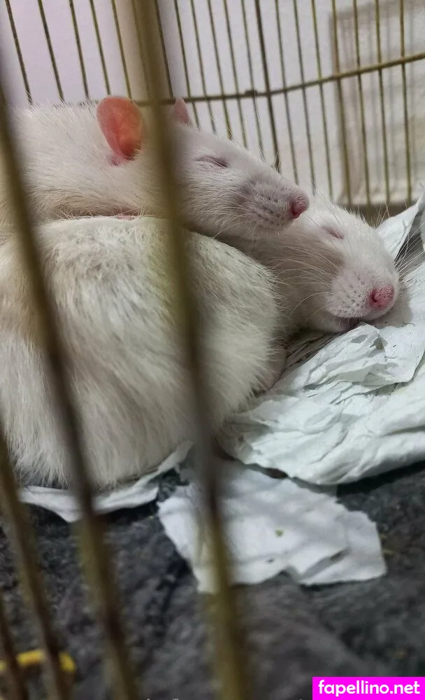 gemma9, gemmaachega Nude Leaked OnlyFans Photo #ON58CmOfCF