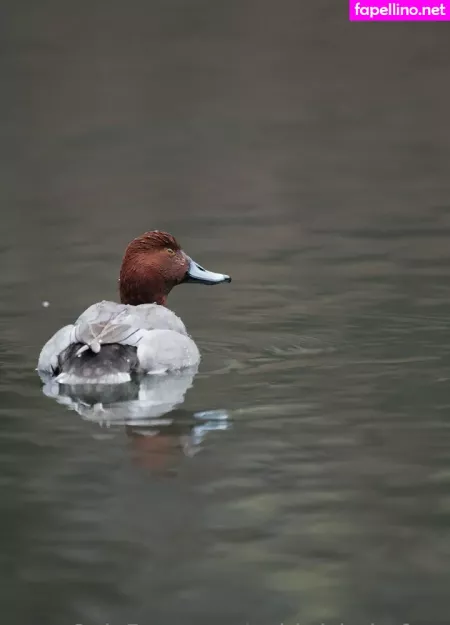 Gobirdsbabefree OnlyFans Thumbnail #UZwOvF3EEB