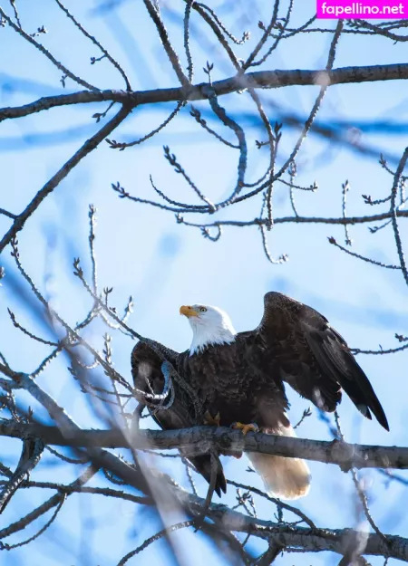 Gobirdsbabefree OnlyFans Thumbnail #b6vMypX072