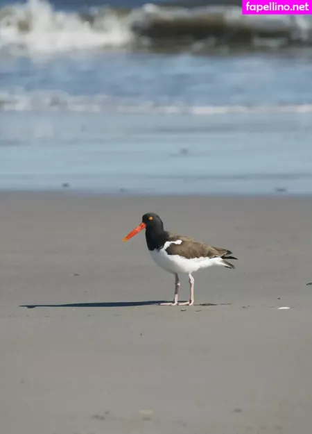 Gobirdsbabefree OnlyFans Thumbnail #il85TaV0FW