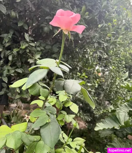 Hairy Luvo OnlyFans Thumbnail #eeL04VuVhx