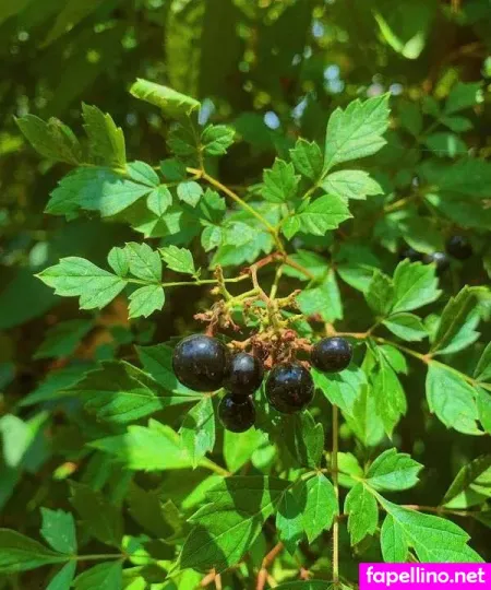 Honey Summers OnlyFans Thumbnail #DqV0YZsGtw