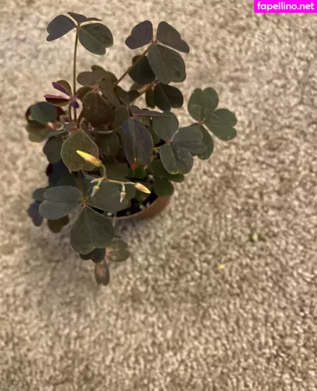 Honeythorne OnlyFans Thumbnail #xzSOxOD2tM