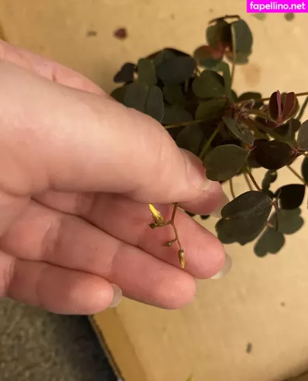 Honeythorne OnlyFans Thumbnail #ybCbjs6rZT