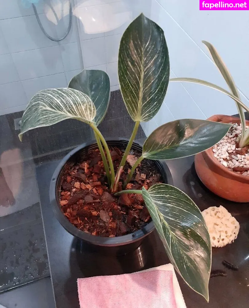 femartaesthetic, hornypuca Nude Leaked OnlyFans Photo #ND4o6S5sJj