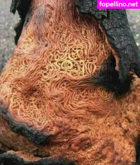 Hotmesstv OnlyFans Thumbnail #qid2xMwlc2