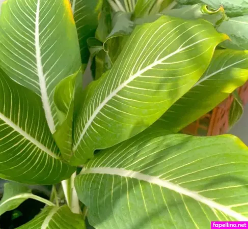 Itsmezaraxx OnlyFans Thumbnail #ousadx6Svd