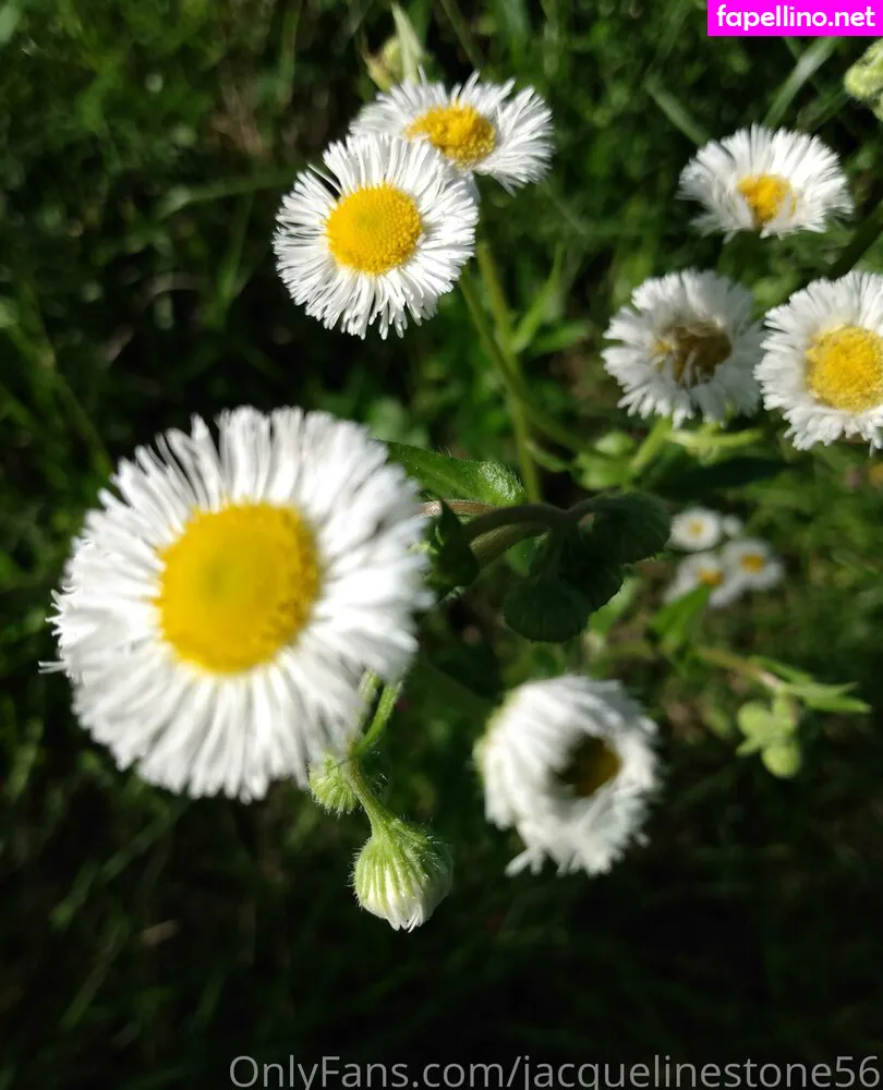 jacquelinestone56, jacquelinestone5681 Nude Leaked OnlyFans Photo #C8vPPs7Kmk