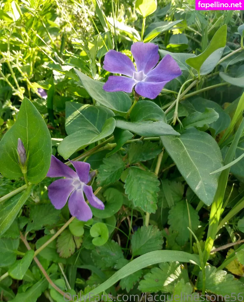 jacquelinestone56, jacquelinestone5681 Nude Leaked OnlyFans Photo #pOZM7StzxZ