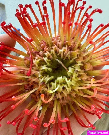 Javelindaisy OnlyFans Thumbnail #1vO2hq4O0J