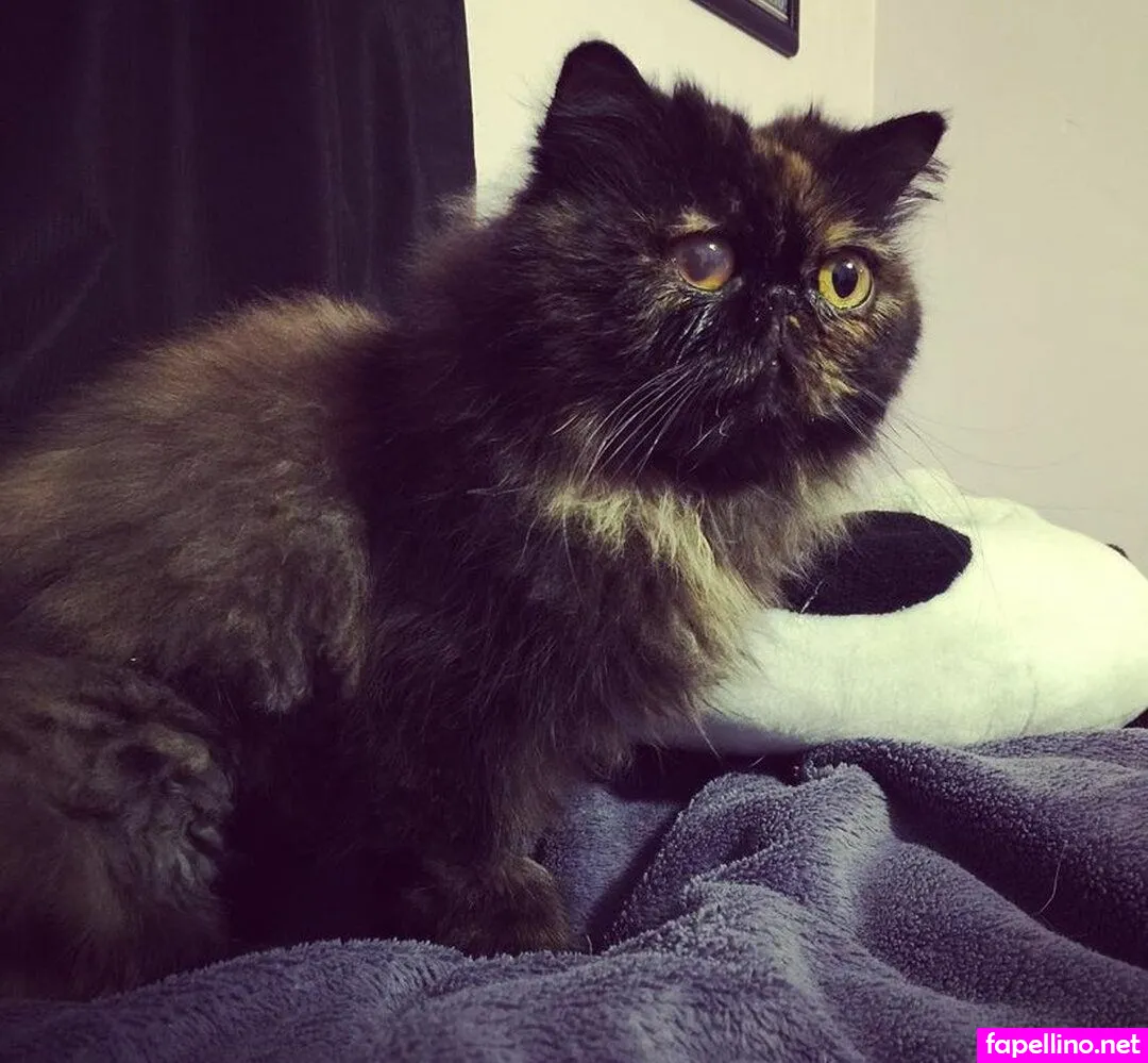 jenna_valentine, jennavalentine Nude Leaked OnlyFans Photo #R676txJXdr