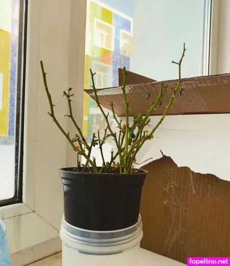 Kamillika OnlyFans Thumbnail #kM4db4ZnVm