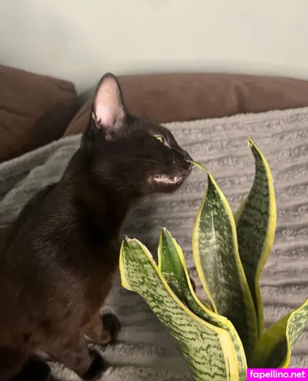 Kamillika OnlyFans Thumbnail #lBgr13ZoSW