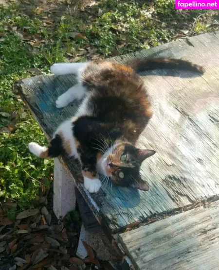 Katcalico OnlyFans Thumbnail #VDlF6g8OlG