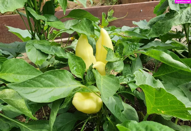 Kathianobilixx OnlyFans Thumbnail #BRSOg3ibGY