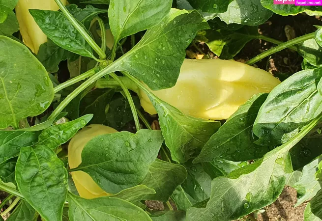 Kathianobilixx OnlyFans Thumbnail #pJwTdhv3xI