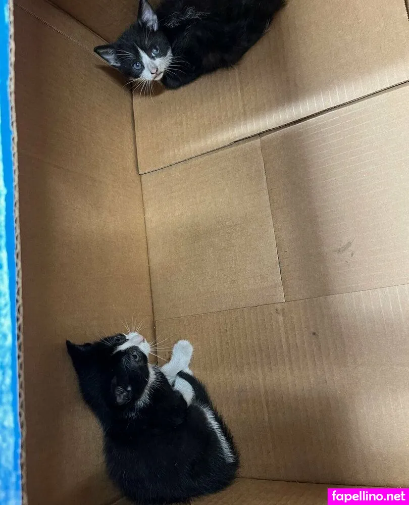 kellllyreid, kellylilred Nude Leaked OnlyFans Photo #oZHDyL7oil