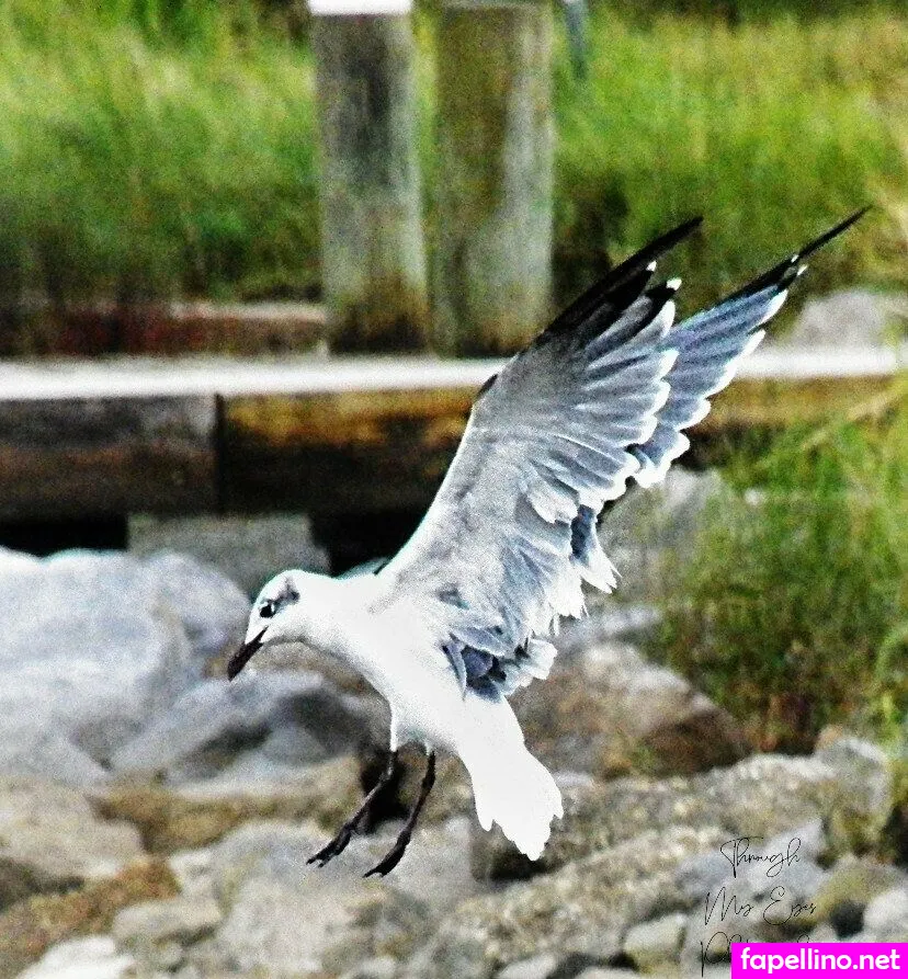 kikinicoleholmes Nude Leaked OnlyFans Photo #QGcsynTM3S