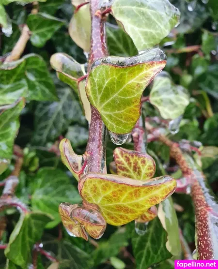 Kira Rainbow OnlyFans Thumbnail #l40HeNgBIV