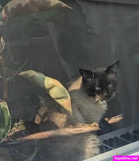 Kit Kalypso 1 OnlyFans Thumbnail #KM1PFwyjSy