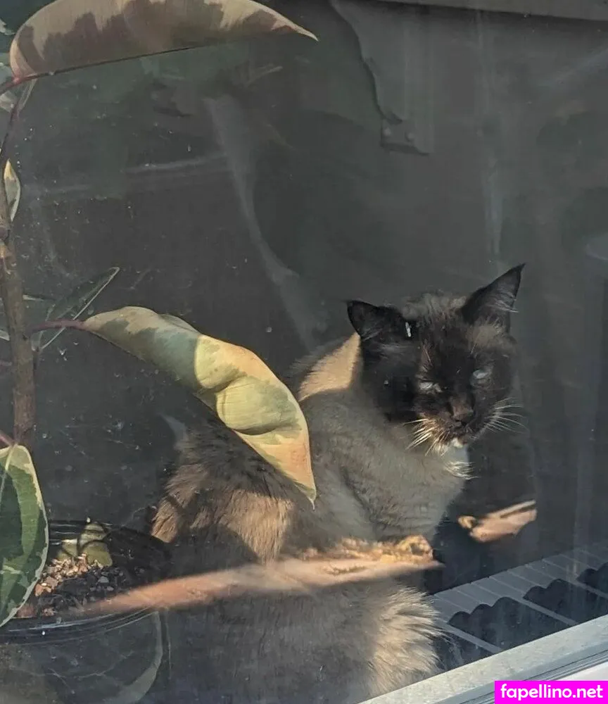 Kit Kalypso, https:, kit_kalypso Nude Leaked OnlyFans Photo #KM1PFwyjSy