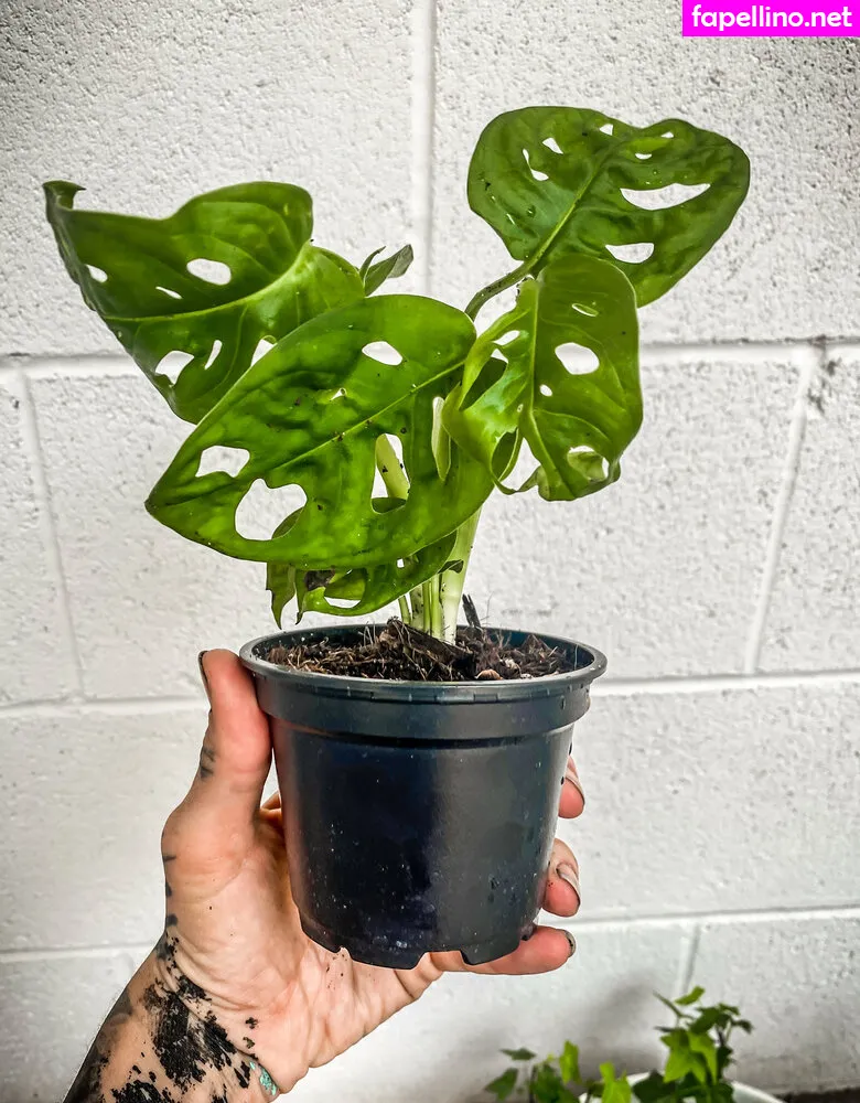 kota_morgue, misspredator666, rottenmorgue Nude Leaked OnlyFans Photo #N6NpikDaWN