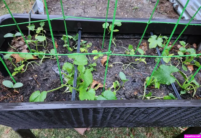 Lexi Wolf OnlyFans Thumbnail #LOZQlGyviG