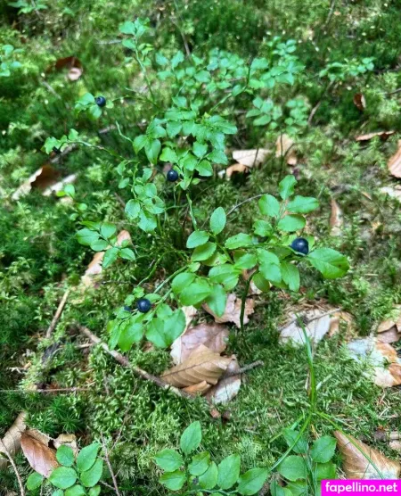 Liebe Ingrid OnlyFans Thumbnail #F6LgSUOCLa