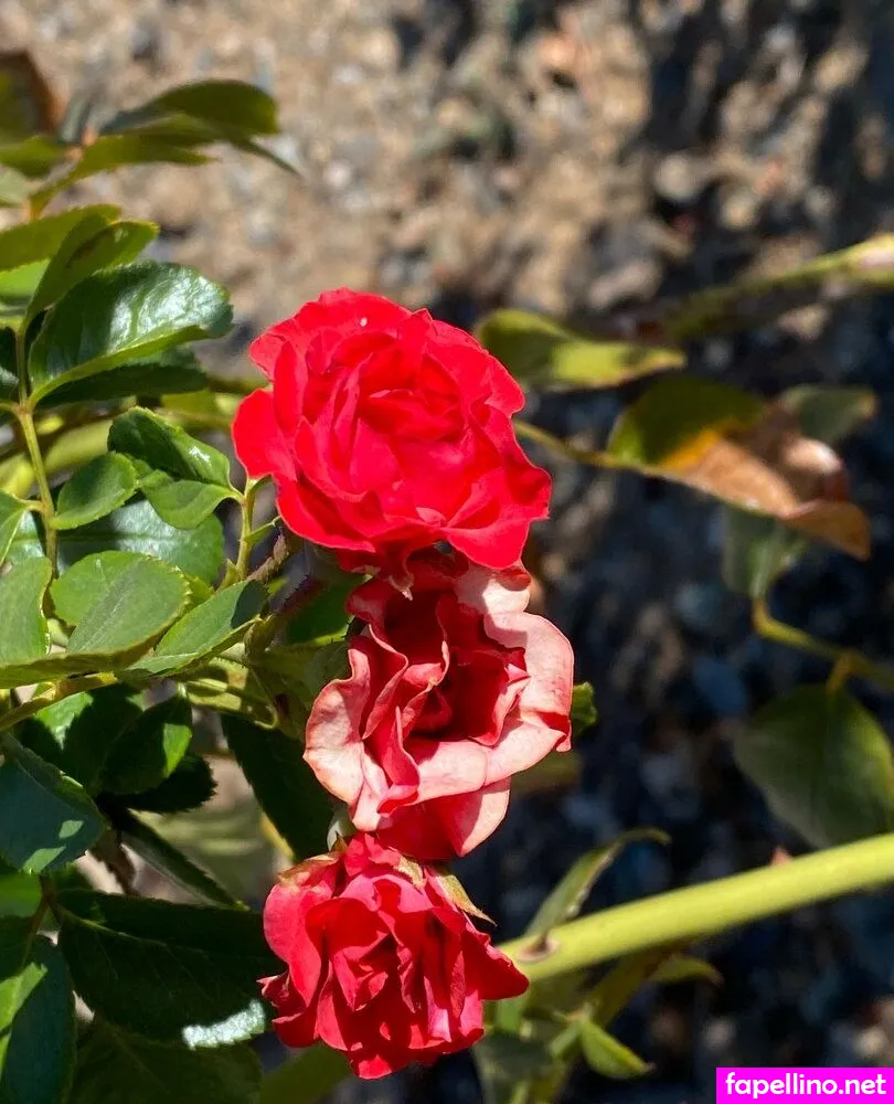 lilsugarsweetartist Nude Leaked OnlyFans Photo #UNNYzuGMBB