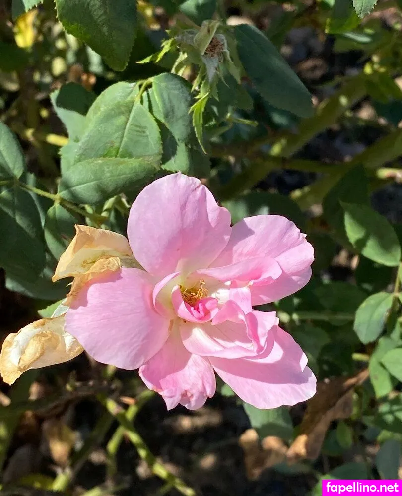 lilsugarsweetartist Nude Leaked OnlyFans Photo #lefCwmcmSy