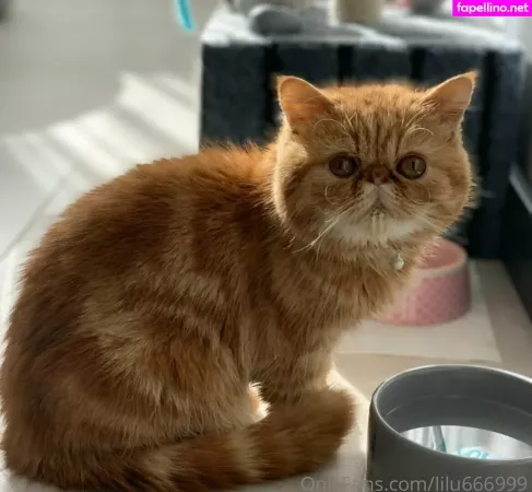 Lilu666999 OnlyFans Thumbnail #ac2AaQV2ai