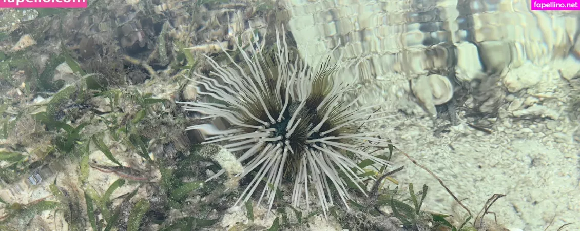 Lionrynn OnlyFans Thumbnail #gmWWr357zp