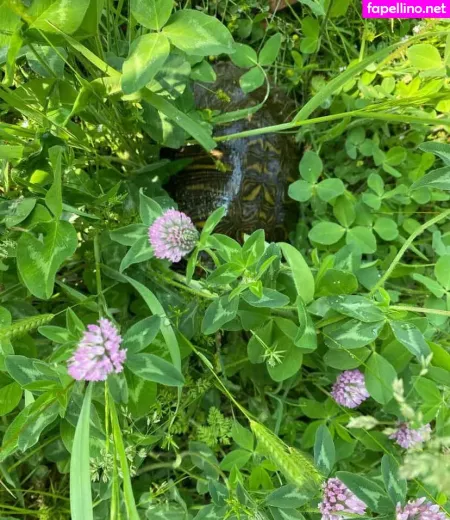 Logsterbunny OnlyFans Thumbnail #bpq6jBQApf