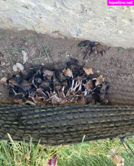 Logsterbunny OnlyFans Thumbnail #vtv5nMH0Y9