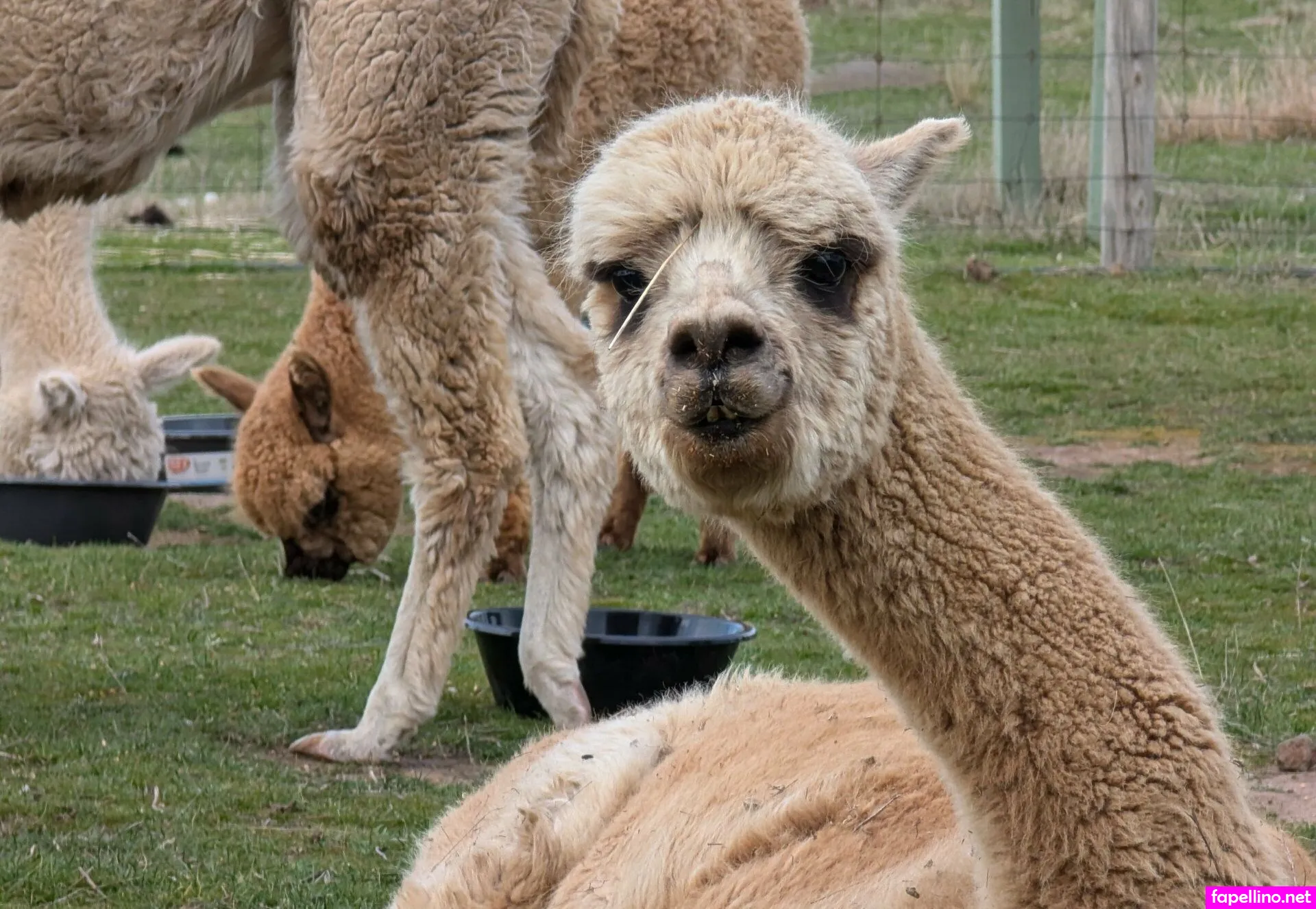 love_krystal, lovekrystal Nude Leaked OnlyFans Photo #Vdp5LzrsaX