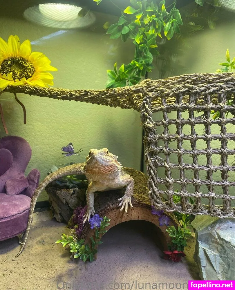 lunamoonlightning, popular Nude Leaked OnlyFans Photo #RJErLR38ZO