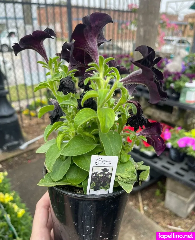 lunar.sirius, lunarsirius Nude Leaked OnlyFans Photo #FjEwAdWqTs