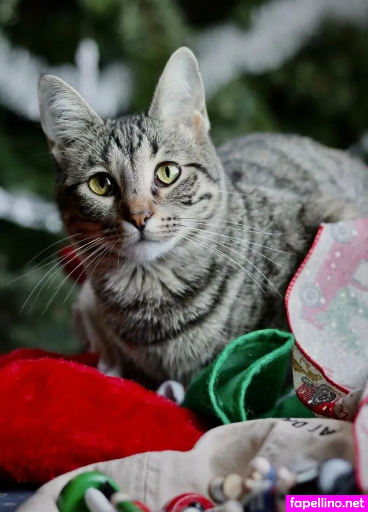 maddii_sutton, maddikittiii Nude Leaked OnlyFans Photo #3BXikNkPMj